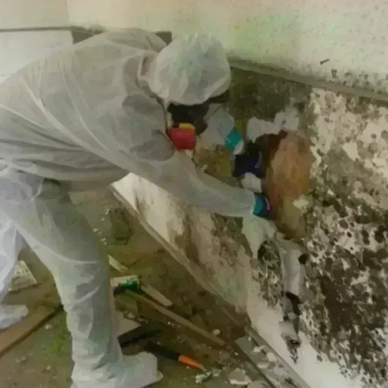 Mold Remediation and Removal in Unionport, NY